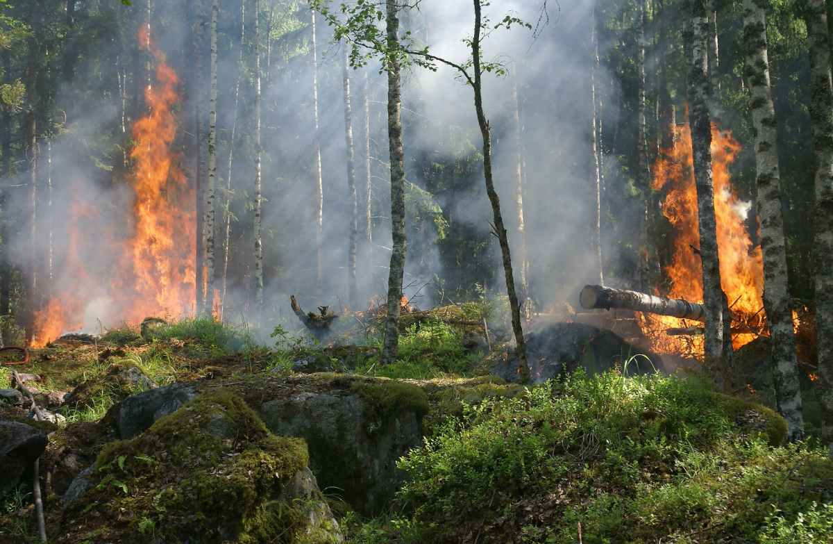 Telecamere termiche per prevenzione incendi: Sardiniazen.com intervista l’Ing.Fabio Contu.